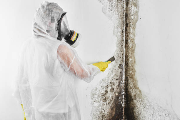 Best Mold Testing and Inspection Services in Jefferson, LA