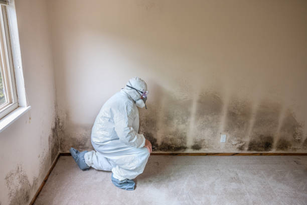 Best Crawl Space Mold Remediation in Jefferson, LA
