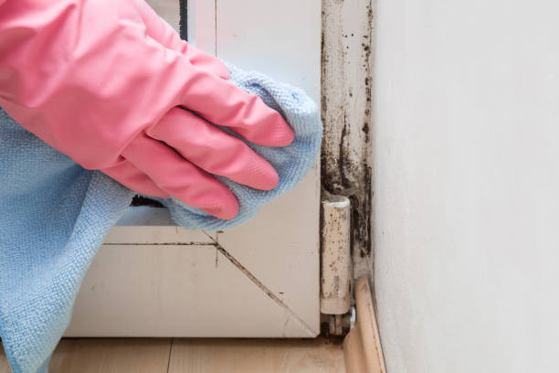 Jefferson, LA Mold Remediation Company