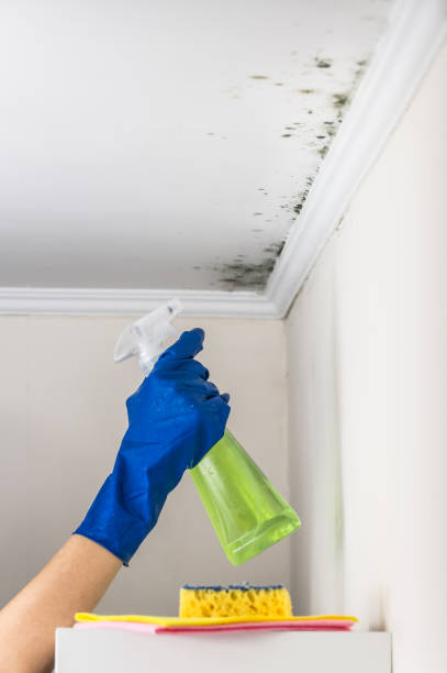 Best Post-Flood Mold Remediation in Jefferson, LA